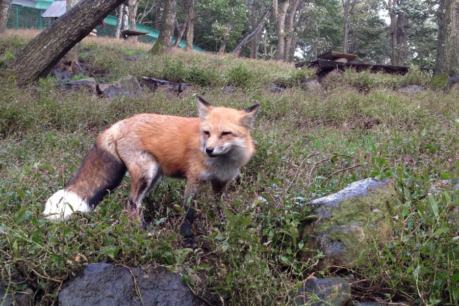 Лисья деревня в Дзао