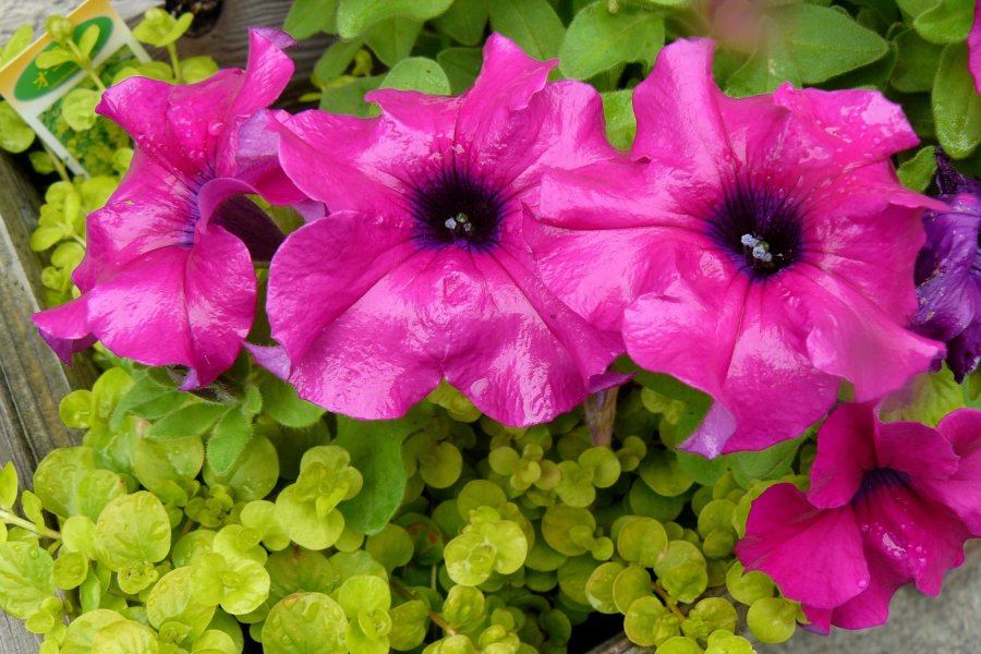 Цветы после дождя. Часть 2