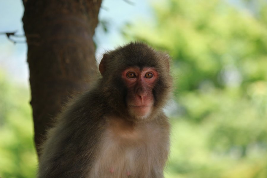 Парк обезьян в Киото