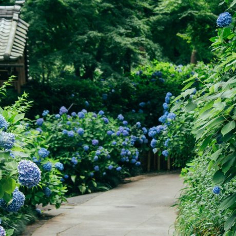 Kamakura Kamakura