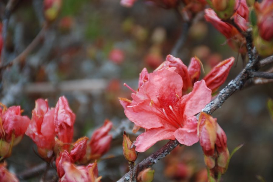 Азалии на горе Кацураги 