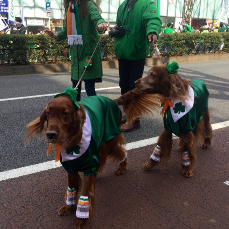 St. Patrick's Day 2019 St. Patrick's Day 2019