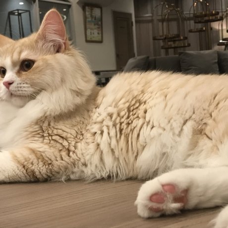 Кошачье кафе MoCHA на Сибуя Кошачье кафе MoCHA на Сибуя