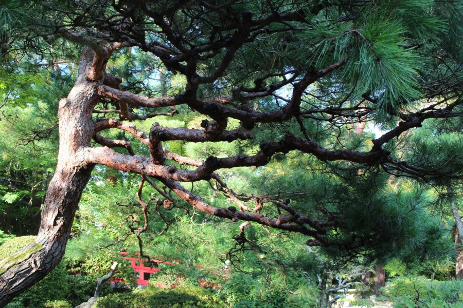 Знаковые деревья Японии