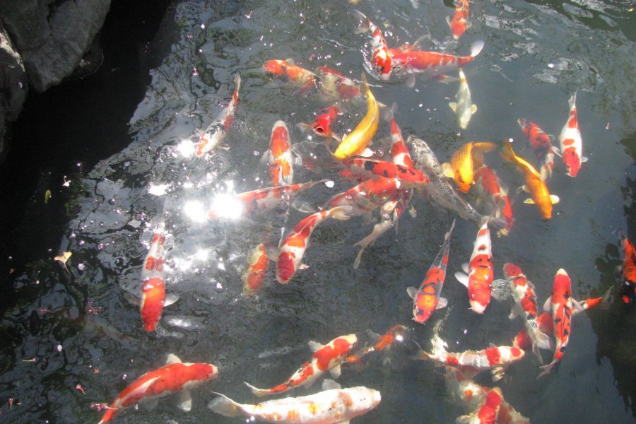Значение рыбы в Японии