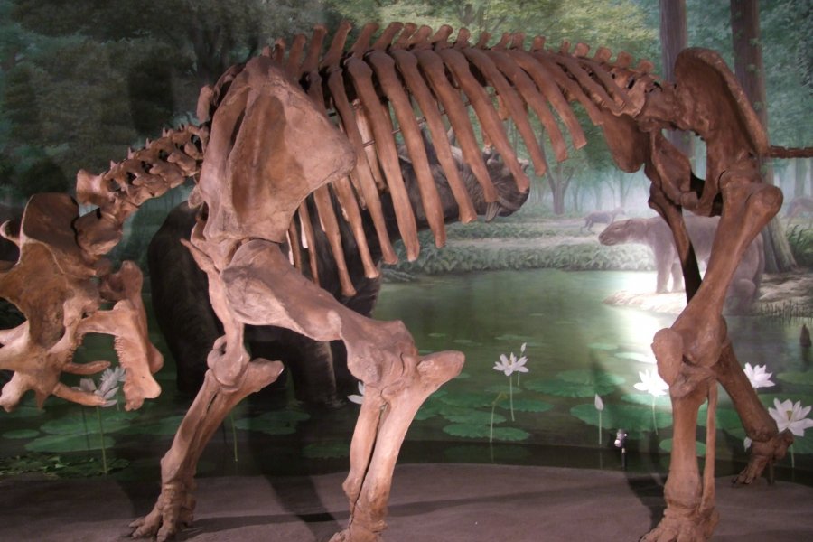 Музей Динозавров в Фукуи